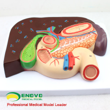 VISCERA02 (12539) Fígado de tamanho natural com modelo anatômico de vesícula biliar, pâncreas e duodeno